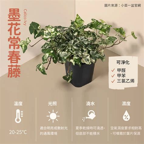 虎尾蘭 廁所|廁所空氣清新秘訣：6種淨化空氣的植物推薦 